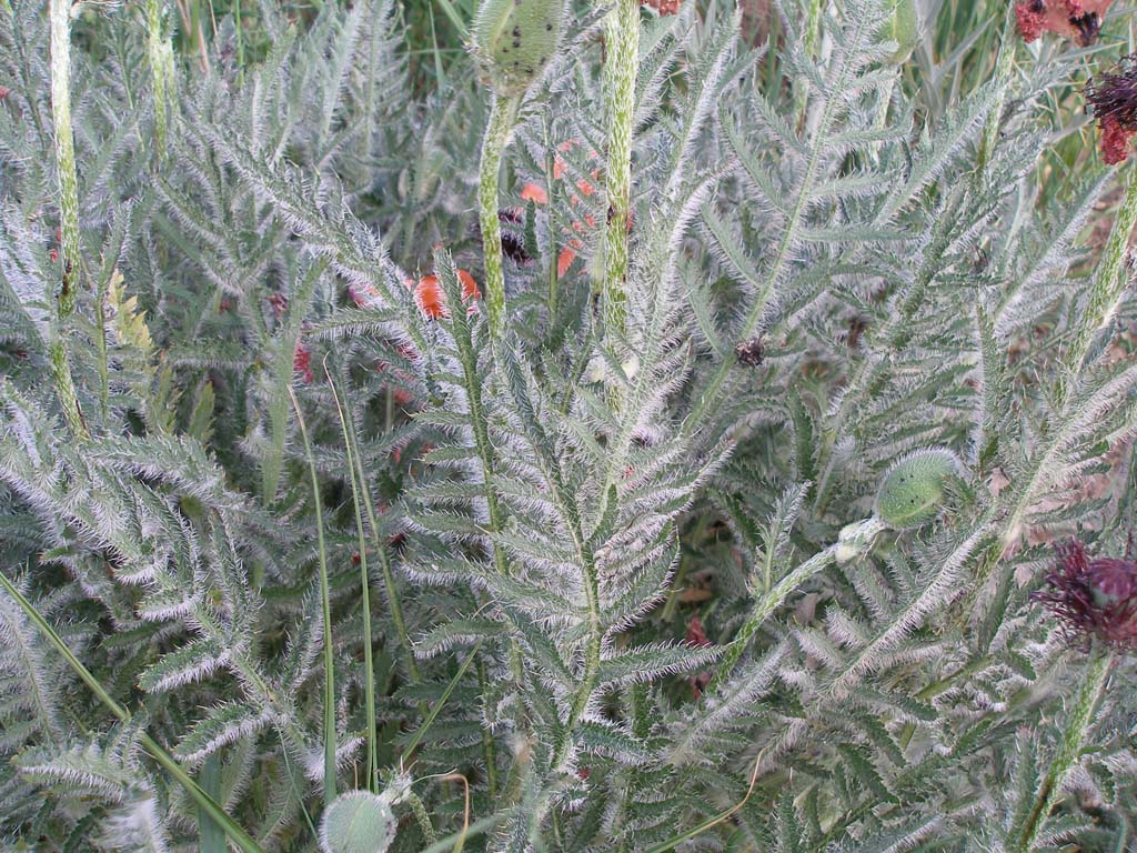 Turchia 5 - Papaver sp.